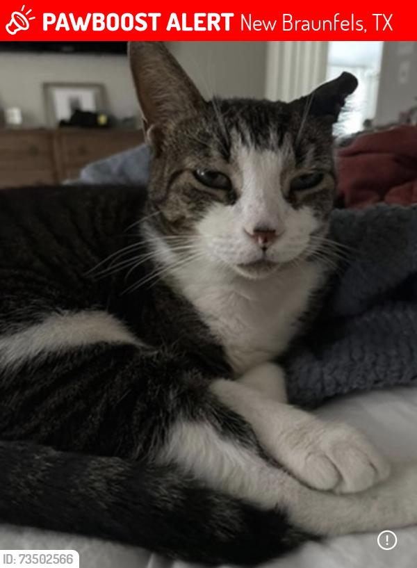 Lost Female Cat last seen Mockingbird Heights Neighborhood, New Braunfels, TX 78130