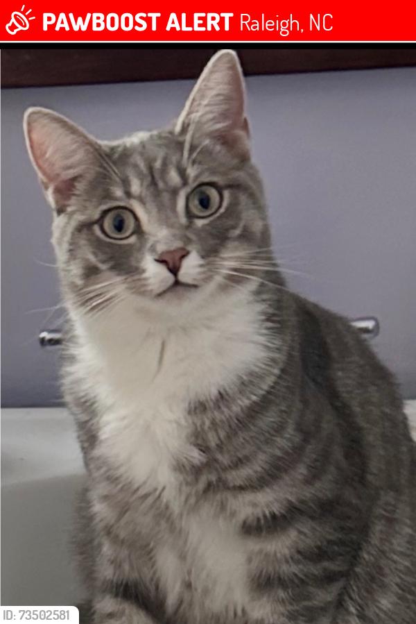 Lost Male Cat last seen Easthampton, Raleigh, NC 27604