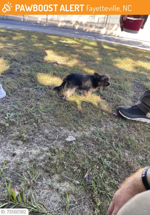 Found/Stray Female Dog last seen Hastings Drive, Fayetteville, NC 28311