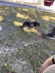 Found/Stray Female Dog last seen Hastings Drive, Fayetteville, NC 28311