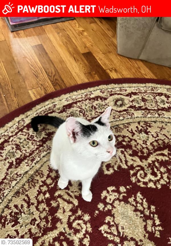 Lost Female Cat last seen Broad & 3rd St., Wadsworth, OH 44281