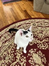 Lost Female Cat last seen Broad & 3rd St., Wadsworth, OH 44281