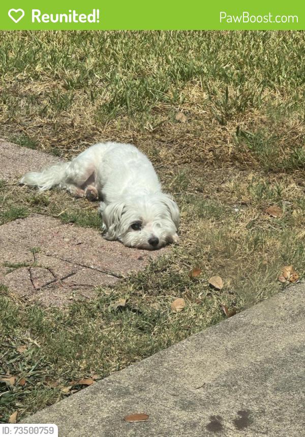Reunited Female Dog last seen Alma, Plano, TX 75023