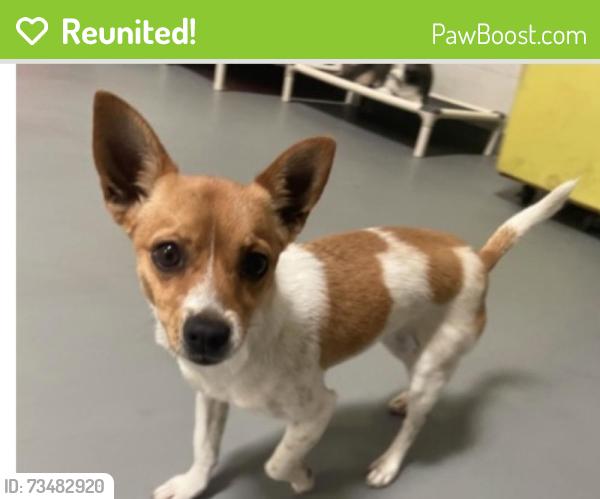 Reunited Female Dog last seen Central & Del Amo, Carson, CA 90746