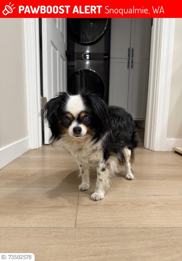 Lost Female Dog last seen SE 86th St Snoqjal, Snoqualmie, WA 98065