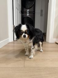 Lost Female Dog last seen SE 86th St Snoqjal, Snoqualmie, WA 98065