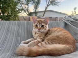 Lost Male Cat last seen 19th Ave between Peoria and Cactus, Phoenix, AZ 85029