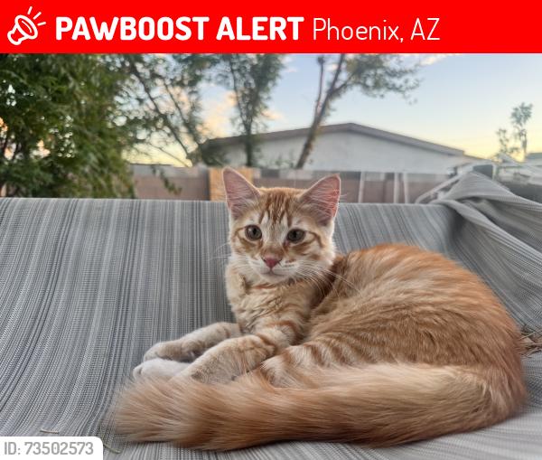 Lost Male Cat last seen 19th Ave between Peoria and Cactus, Phoenix, AZ 85029