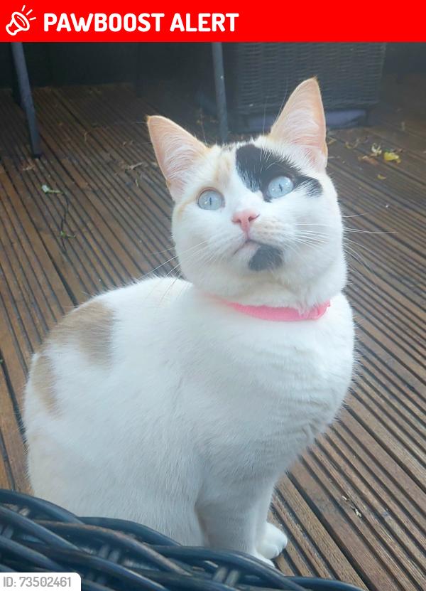 Lost Female Cat last seen Drill Hall Car park. Lower church st. Chepstow Monmouthshire Np16 5hj, Monmouthshire, Wales 
