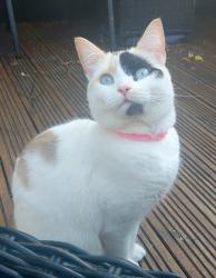 Lost Female Cat last seen Drill Hall Car park. Lower church st. Chepstow Monmouthshire Np16 5hj, Monmouthshire, Wales 