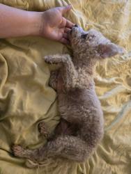 Reunited Female Dog last seen Bosque rd, Albuquerque, NM 87113