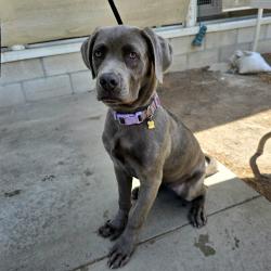 Found/Stray Female Dog last seen Near E Anaheim St, Long Beach, CA 90813, Long Beach, CA 90813