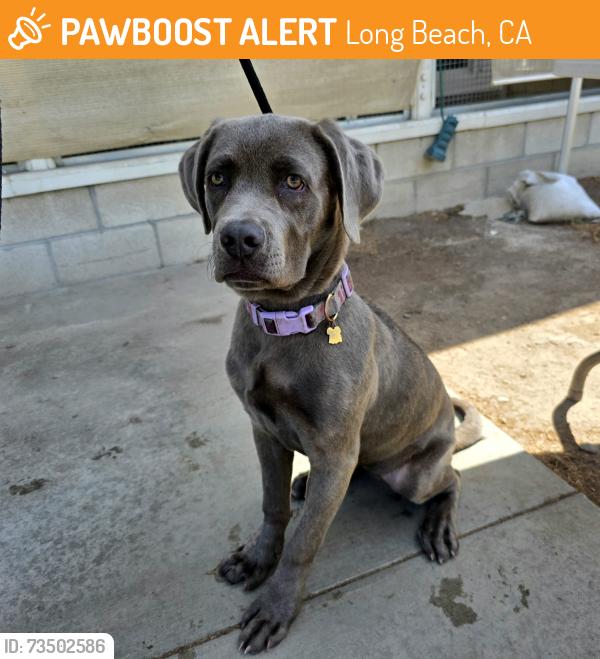 Found/Stray Female Dog last seen Near E Anaheim St, Long Beach, CA 90813, Long Beach, CA 90813