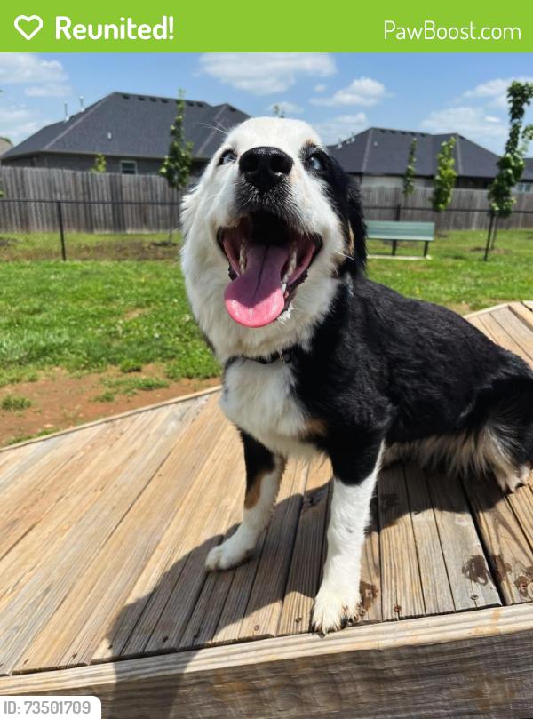 Reunited Female Dog last seen Bentonville West high school, Centerton, AR 72719