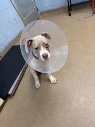 Shelter Stray Male Dog last seen Near Bouldercrest Park Rd, 30294, GA, 3280 Chamblee Dunwoody Rd, Chamblee, GA 30341, USA
