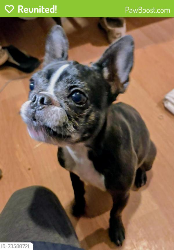 Reunited Female Dog last seen Boones ferry rd and Washington court, Lake Oswego, OR 97035