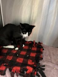Shelter Stray Female Cat last seen Near Pointe Place Ave., Dunwoody, GA 30338, 30338, GA, 3280 Chamblee Dunwoody Rd, Chamblee, GA 30341, USA