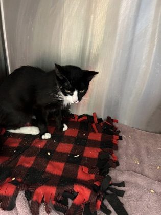 Shelter Stray Female Cat last seen Near Pointe Place Ave., Dunwoody, GA 30338, 30338, GA, 3280 Chamblee Dunwoody Rd, Chamblee, GA 30341, USA