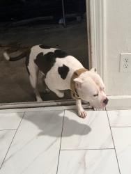 Found/Stray Female Dog last seen golden, Riverside, CA 92505