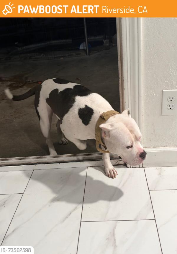Found/Stray Female Dog last seen golden, Riverside, CA 92505