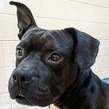 Shelter Stray Male Dog last seen Russet Rd, Madison 10, City of, WI, 5132 Voges Rd, Madison, WI 53718, USA