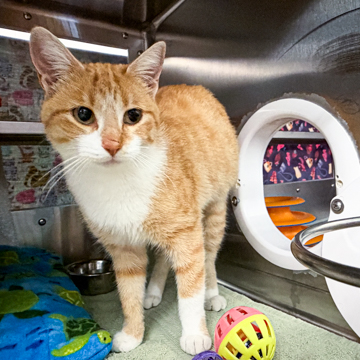 Shelter Stray Female Cat last seen North Yahara Rd, De Forest, Village of, WI, 5132 Voges Rd, Madison, WI 53718, USA