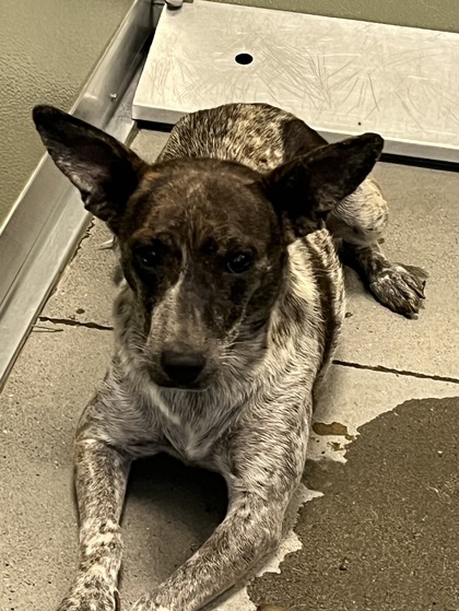 Shelter Stray Female Dog last seen E floral Ave & S East Ave, Fresno Zone Fresno CO 3 93725, CA, 1510 W Dan Ronquillo Dr, Fresno, CA 93706, USA