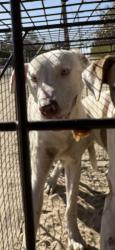 Shelter Stray Male Dog last seen E Floral Ave & S Cedar Ave, Fresno Zone Fresno CO 3 93725, CA, 1510 W Dan Ronquillo Dr, Fresno, CA 93706, USA