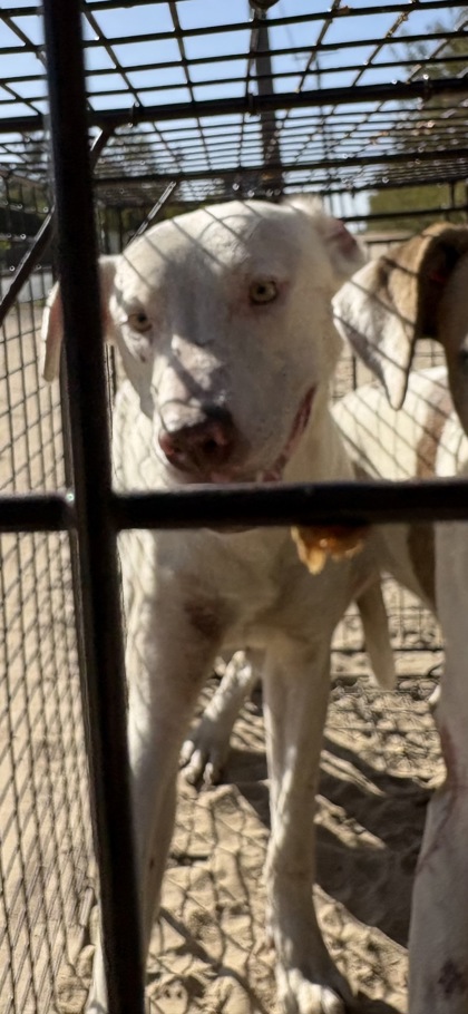 Shelter Stray Male Dog last seen E Floral Ave & S Cedar Ave, Fresno Zone Fresno CO 3 93725, CA, 1510 W Dan Ronquillo Dr, Fresno, CA 93706, USA