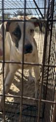 Shelter Stray Female Dog last seen E Floral Ave & S Cedar Ave, Fresno Zone Fresno CO 3 93725, CA, 1510 W Dan Ronquillo Dr, Fresno, CA 93706, USA