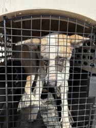 Shelter Stray Female Dog last seen E Floral Ave & S Cedar Ave, Fresno Zone Fresno CO 3 93725, CA, 1510 W Dan Ronquillo Dr, Fresno, CA 93706, USA