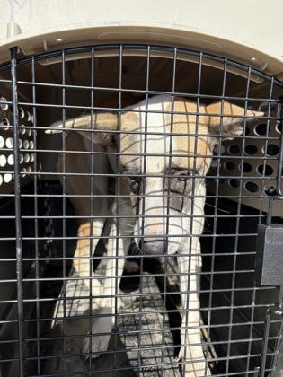 Shelter Stray Female Dog last seen E Floral Ave & S Cedar Ave, Fresno Zone Fresno CO 3 93725, CA, 1510 W Dan Ronquillo Dr, Fresno, CA 93706, USA