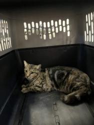 Shelter Stray Female Cat last seen E Union Ave & N Cedar Ave, Fresno Zone Fresno CO 2 93703, CA, 1510 W Dan Ronquillo Dr, Fresno, CA 93706, USA