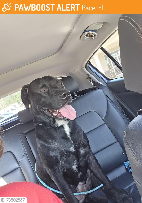 Found/Stray Male Dog last seen White Road Pace Fl, Pace, FL 32571