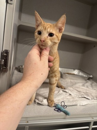 Shelter Stray Male Cat last seen Near Birkdale Drive, Fairburn, GA, 1251 Fulton Industrial Blvd NW, Atlanta, GA 30336, USA
