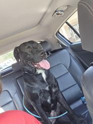 Found/Stray Male Dog last seen White Road Pace Fl, Pace, FL 32571