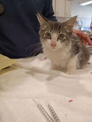 Shelter Stray Male Cat last seen 2705 Milestone Way, Atlanta, GA, 1251 Fulton Industrial Blvd NW, Atlanta, GA 30336, USA