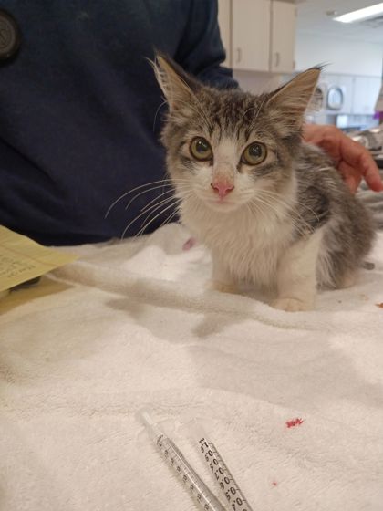 Shelter Stray Male Cat last seen 2705 Milestone Way, Atlanta, GA, 1251 Fulton Industrial Blvd NW, Atlanta, GA 30336, USA
