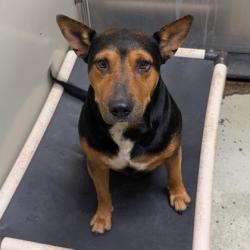 Shelter Stray Male Dog last seen Near WOODTRAIL DR, Valdosta-31601, GA, 337 Gil Harbin Industrial Blvd, Valdosta, GA 31601, USA