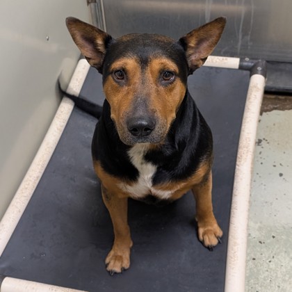 Shelter Stray Male Dog last seen Near WOODTRAIL DR, Valdosta-31601, GA, 337 Gil Harbin Industrial Blvd, Valdosta, GA 31601, USA