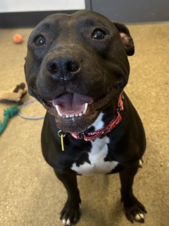Shelter Stray Male Dog last seen Near Gay, 4th District, OH, 9203 Detroit Ave, Cleveland, OH 44102, USA