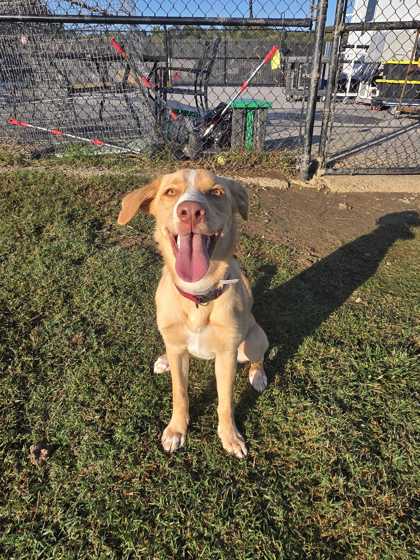 Shelter Stray Female Dog last seen Near Thorngrove Pike, Sevier County ACO, TN, 1008 Old Knoxville Hwy, Sevierville, TN 37862, USA