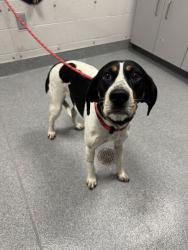 Shelter Stray Female Dog last seen Near Bell Rd, Sevier County ACO, TN, 1008 Old Knoxville Hwy, Sevierville, TN 37862, USA