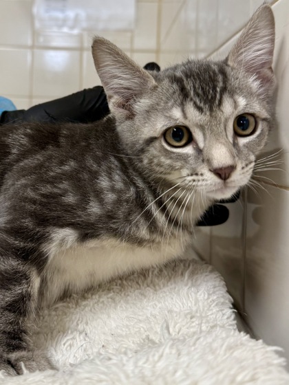 Shelter Stray Male Cat last seen Near Bear Oak Path, Within Coalition, TX, 11300 Nacogdoches Rd, San Antonio, TX 78217, USA