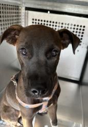 Shelter Stray Female Dog last seen Near W SPURGEON ST, South District,, 355 Hillshire Dr, Haslet, TX 76052, USA