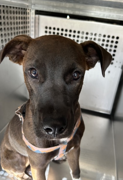 Shelter Stray Female Dog last seen Near W SPURGEON ST, South District,, 355 Hillshire Dr, Haslet, TX 76052, USA