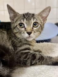 Shelter Stray Male Cat last seen Near Bear Oak Path, Within Coalition, TX, 11300 Nacogdoches Rd, San Antonio, TX 78217, USA
