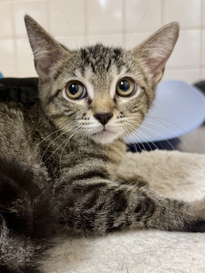 Shelter Stray Male Cat last seen Near Bear Oak Path, Within Coalition, TX, 11300 Nacogdoches Rd, San Antonio, TX 78217, USA