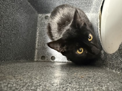 Shelter Stray Female Cat last seen , , TX, 355 Hillshire Dr, Haslet, TX 76052, USA