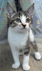 Shelter Stray Female Cat last seen Dixie Shreveport, Caddo Parish, LA, 1500 Monty St, Shreveport, LA 71107, USA